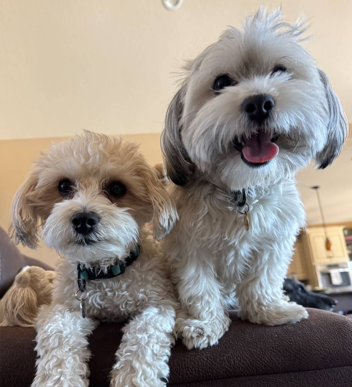 2 cute puppies taking pics 2 cute puppies taking pics