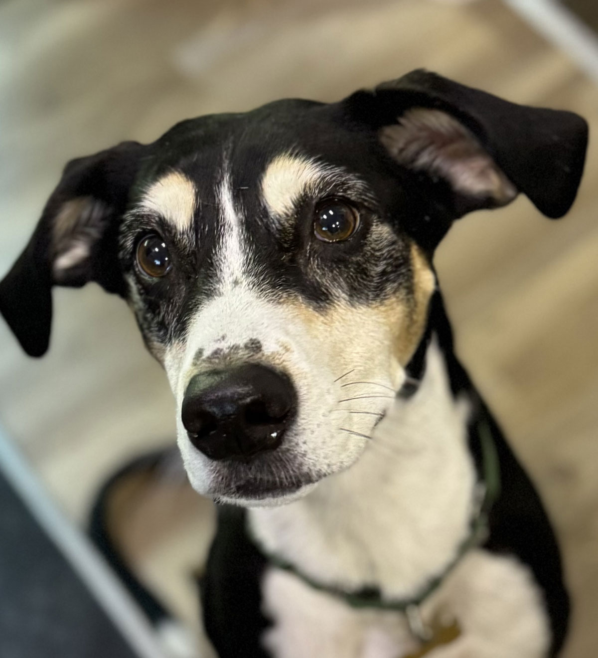 Black and white dog looking in front of the camera
