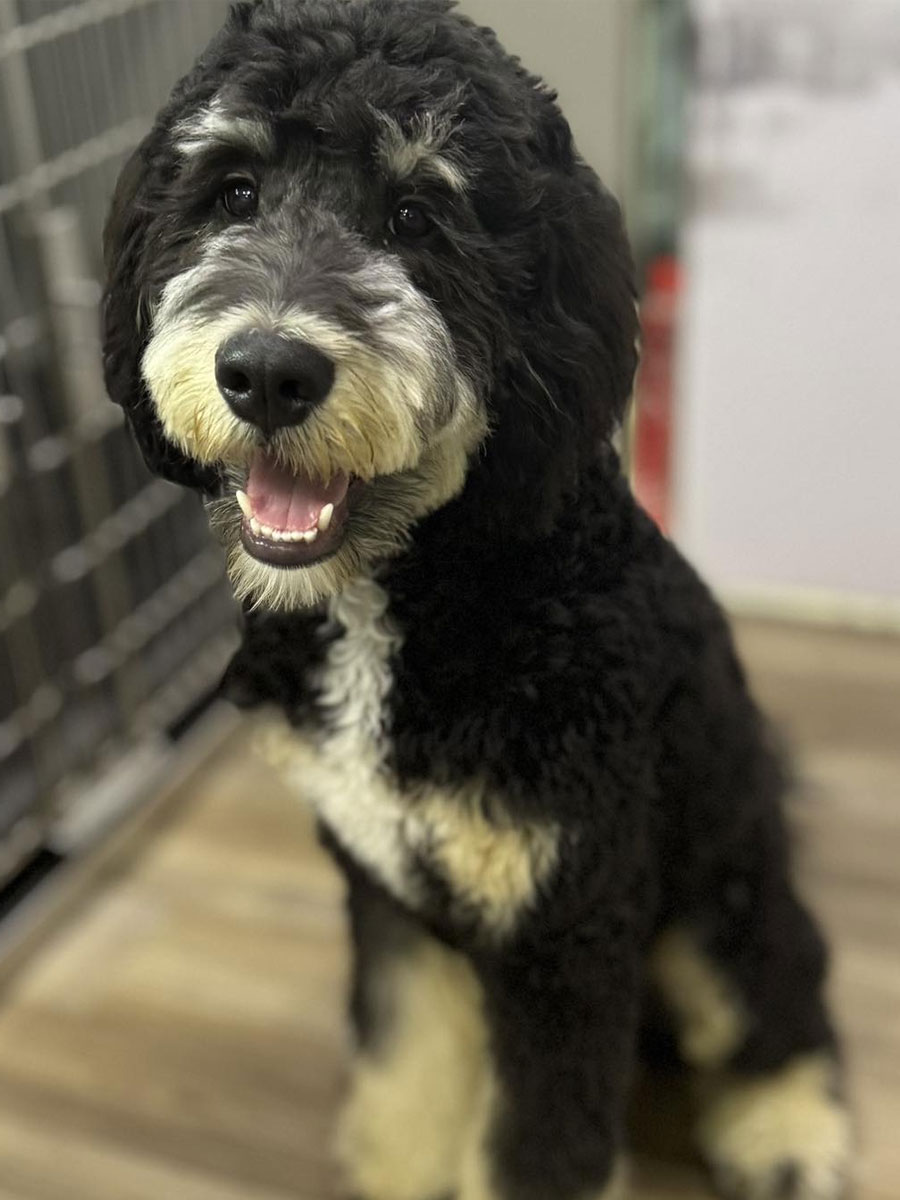 Cute puppy happily smiling Cute puppy happily smiling