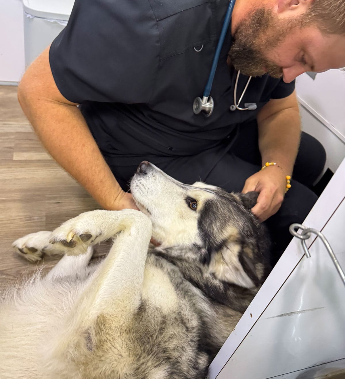 Dog getting cared by the vet in clinic