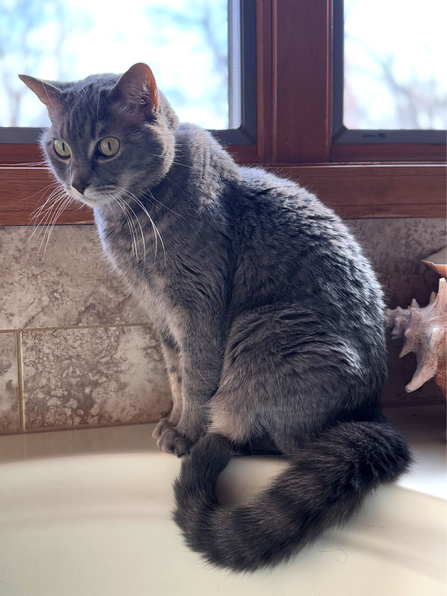 Gray-cat Dr. Aaron Poulignot