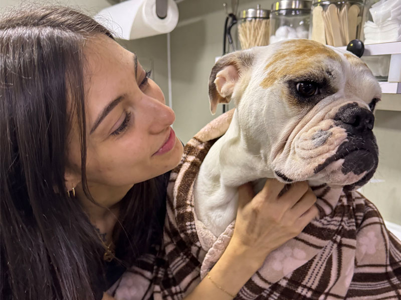 Pug getting cared by the lady Pug getting cared by the lady