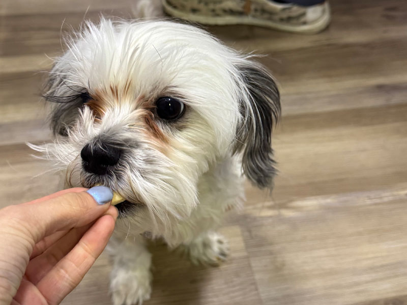 Puppy getting medicine in the clinic