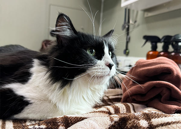 black and white cat resting on a blanket at the clinic