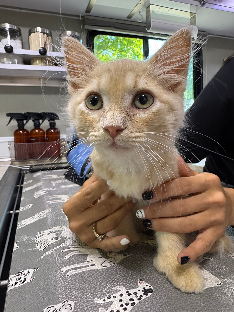 closeup-of-small-orange-kitten-being-held-on-exam-table-900x1200-1 Dr. Aaron Poulignot