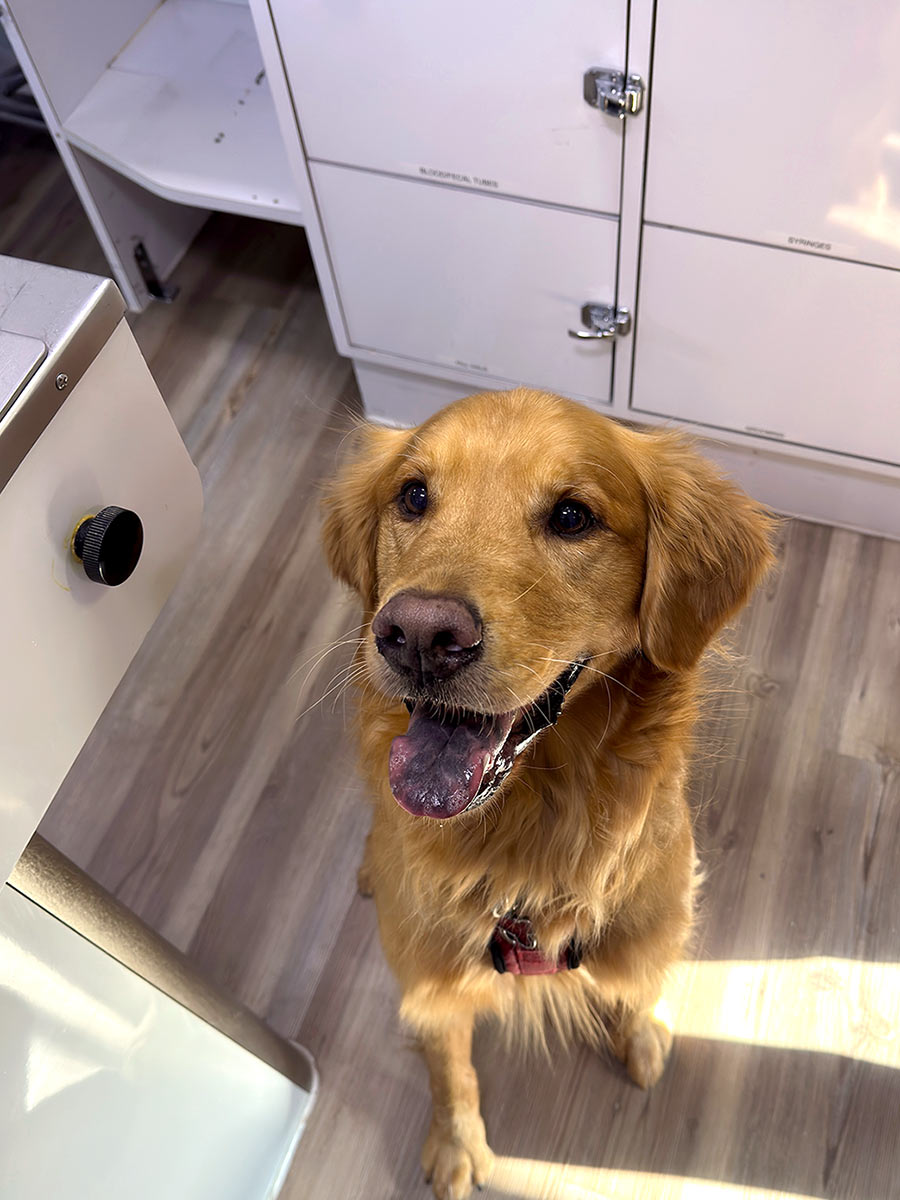 golden-retriever-sitting-on-floor-at-the-vet-900x1200-1 Dr. Aaron Poulignot