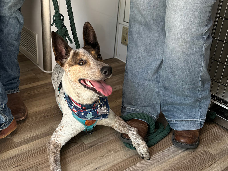 happy-dog-with-owners-800x600-1 happy dog with his owners
