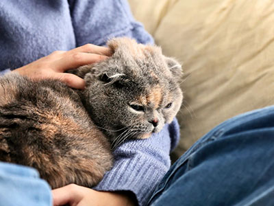 older cat relaxing in their owner's lap
